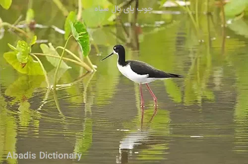 چوب پای بال سیاه